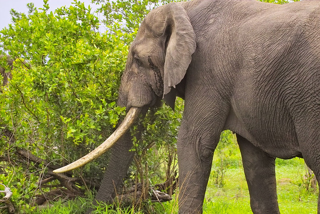 African elephant (Ivory)