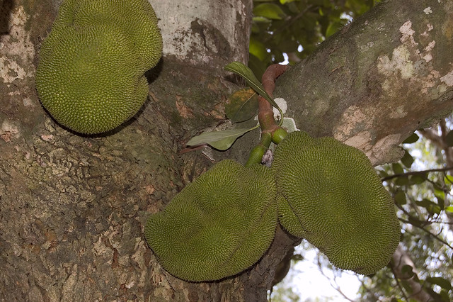 Artocarpus sp. (Moraceae)