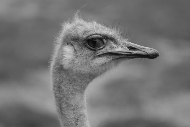 Ostrich - Lincoln Park Zoo