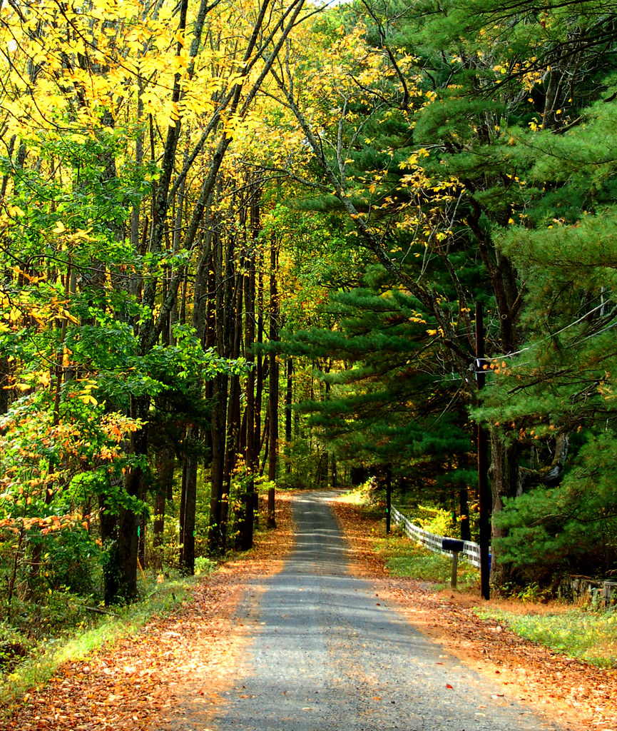 road into the fall woods