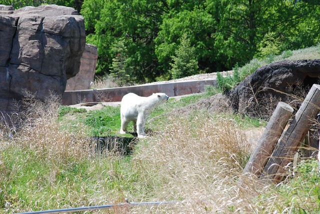 Polar Bear @ The Detroit Zoo