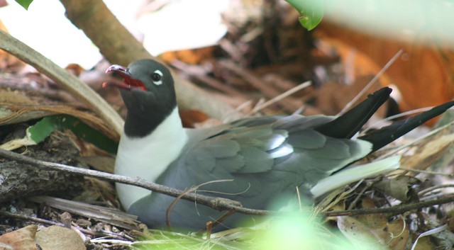 Laughing Gull on nest, Little Tobago