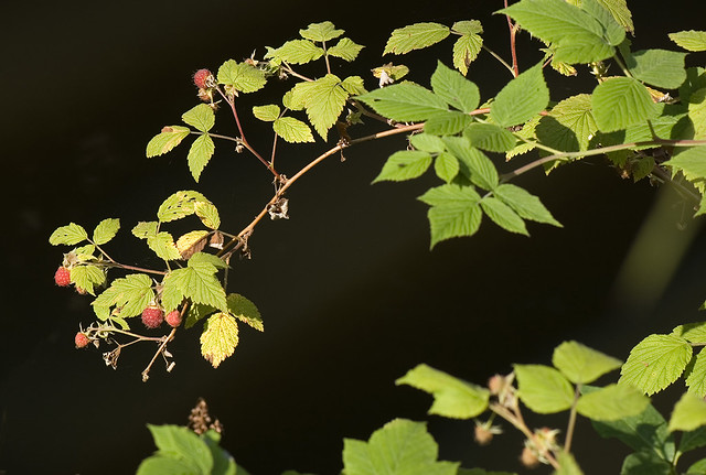 Rubus idaeus (Rosaceae)