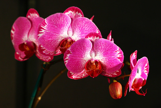 pink and red orchids