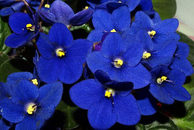 Details 100 picture begonias azules