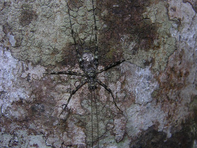 Swift bark cricket (species of Tathra Otte & Alexander, 1983, Phalangopsinae), Mossman Gorge, Qld