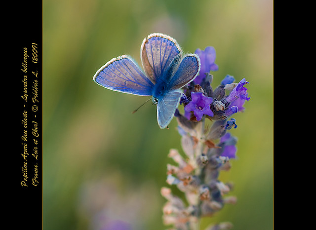 Azuré bleu céleste - Lysandra bellargus