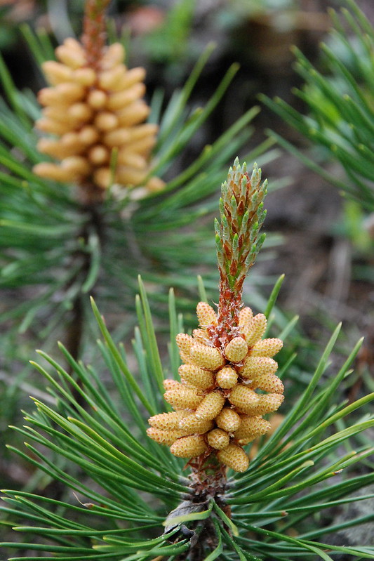 Lodgepole Pine "Flowers"