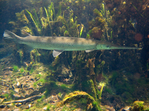 fish green animals forest underwater florida central snorkeling national springs alexander gar freshwater ocala longnose