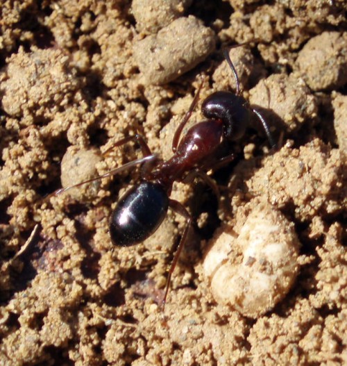 Camponotus sylvaticus 2816703056_d45d2f8b34_o