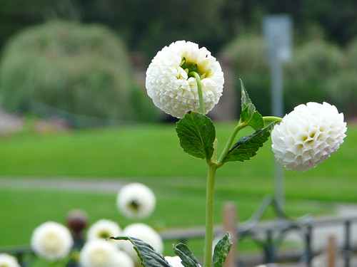 The Bokeh Effect | by vsgiri