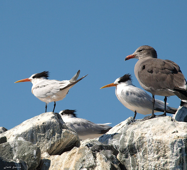Elegant Terns with Heermann's Gull