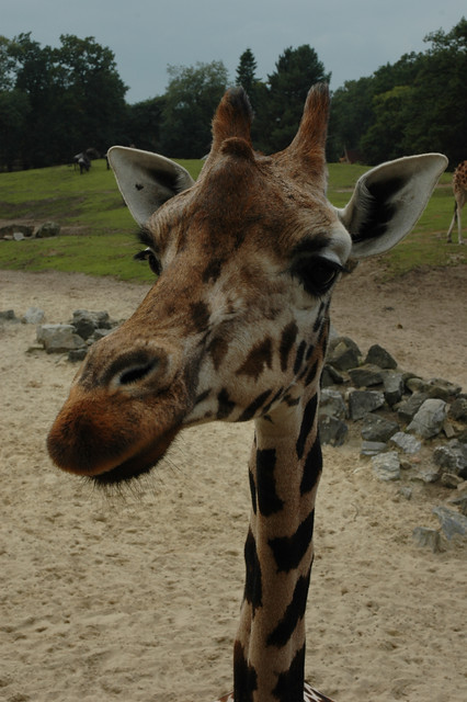 Giraf - kijk mij nou 1