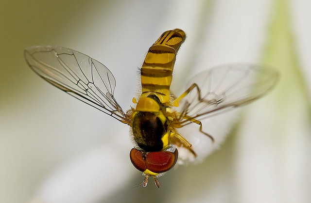 [hoverfly]