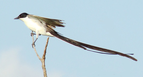Fork-tailed Flycatcher, Bolivia 2 | by Aves Internacionales