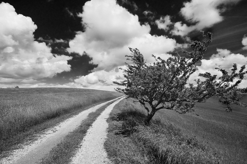 Young Tree in Tuscan White Road by fabio c. favaloro