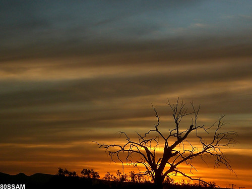 sunset sky tree clouds mexico arbol atardecer hill cerro zacatecas lonely naturesfinest