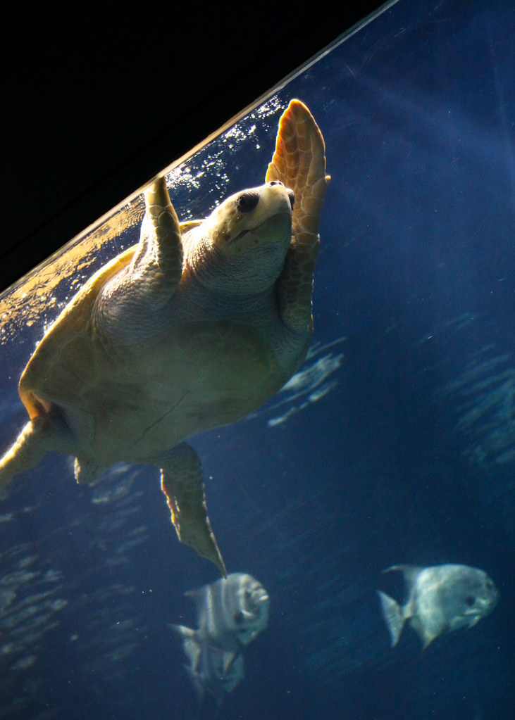 Ms Turtle Swimming Past | abbyladybug | Flickr