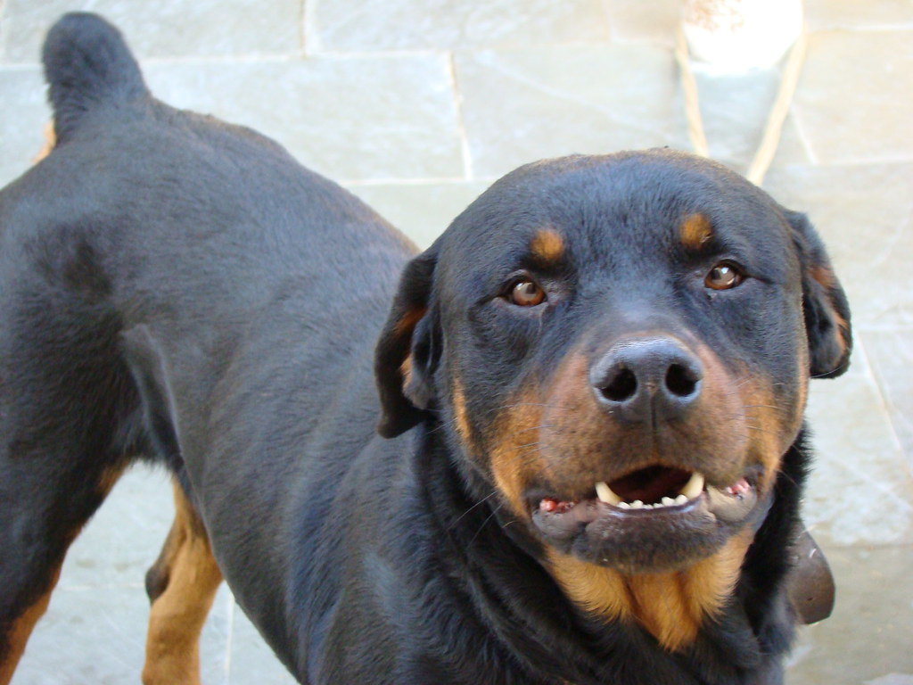 german shepherd vs rottweiler who would win in a fight