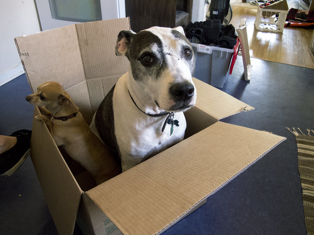 Dogs in a Box