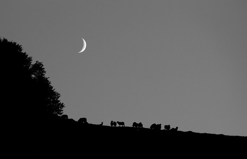 Counting Sheep | by pietkagab