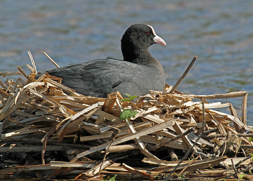 Nesting Coot | by Roy Lowry