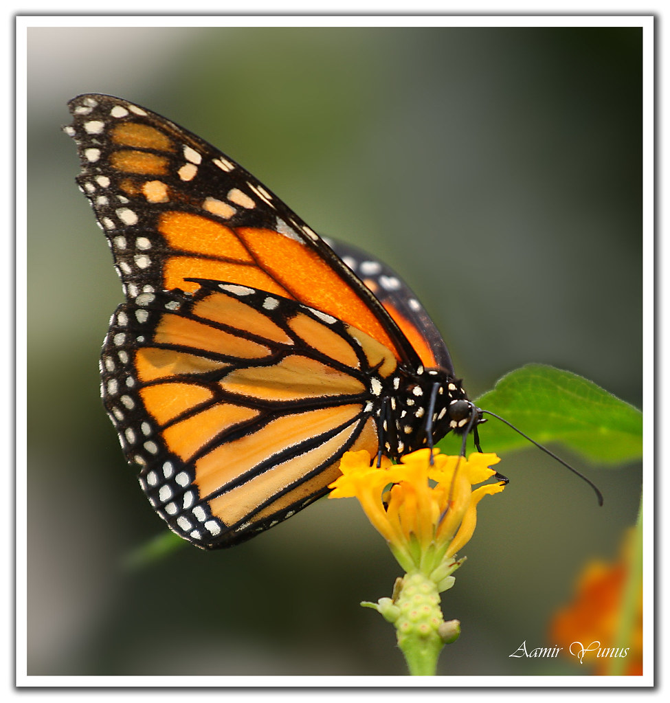 Monarch Butterfly | Canon EF 70-200mm at 200mm The beautiful… | Flickr