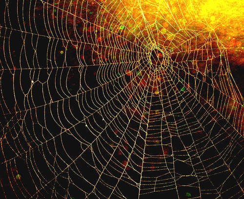Spider and Spider Web Project 498 by Puma Ghostwalker