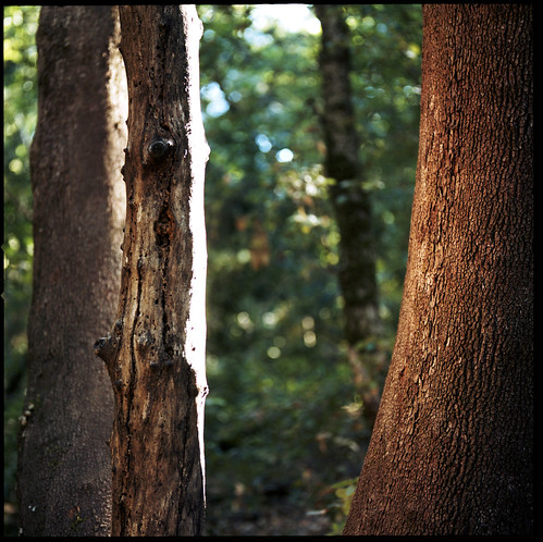 tree 120 film sunshine skyline kodak hasselblad bark trunk portra 400nc castlerockstatepark 120mmcf