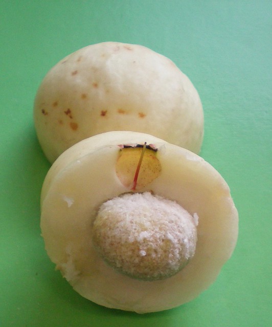 Syzygium moorei -  Coolamon, Durobby