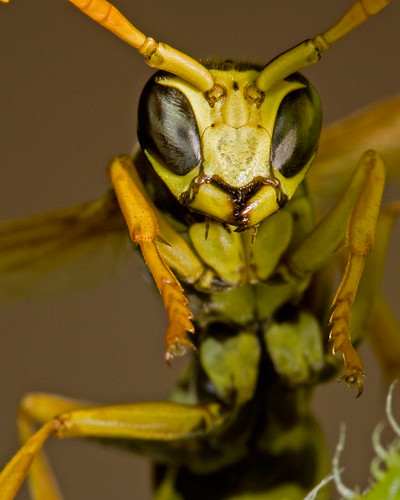 Paper wasp Buddy | by tim dollear