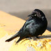 Flickr photo 'Brewer's Blackbird - Euphagus cyanocephalus' by: MT Lynette.