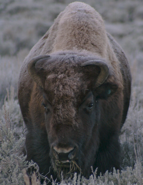 American Bison, Buffalo