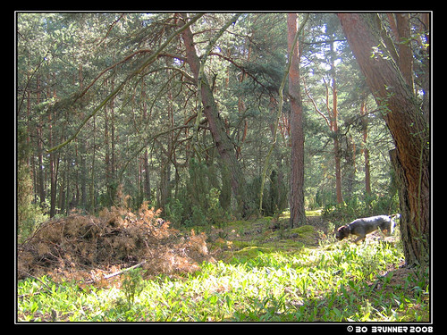 dog animal forest landscape pointer poland raphia różan ceskyfousek