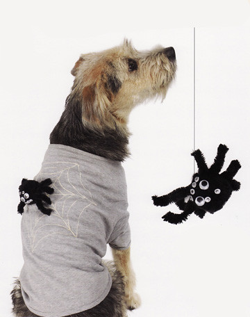 dog costumes spider | by cathie filian