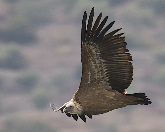 Grifo / Griffon vulture