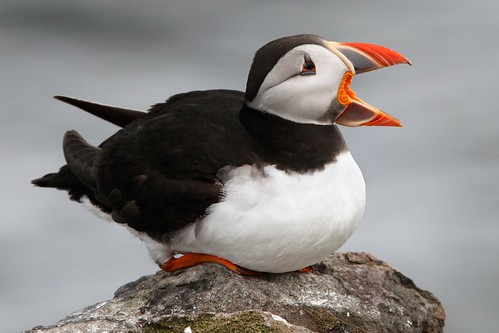 Puffin by Tony Armstrong-Sly