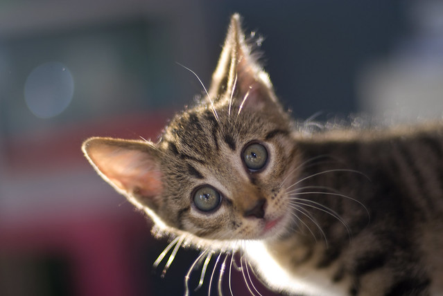 Crazy Kitten? // Nikkor 50mm 1.4