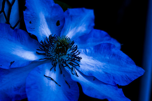 Blue flower 1