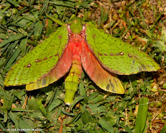 Aenetus eximia - Common Ghost Moth (Female)