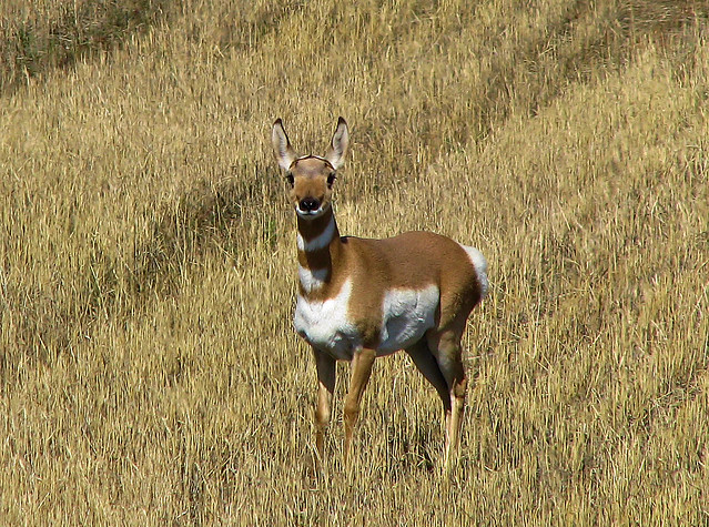 Young antelope doe!