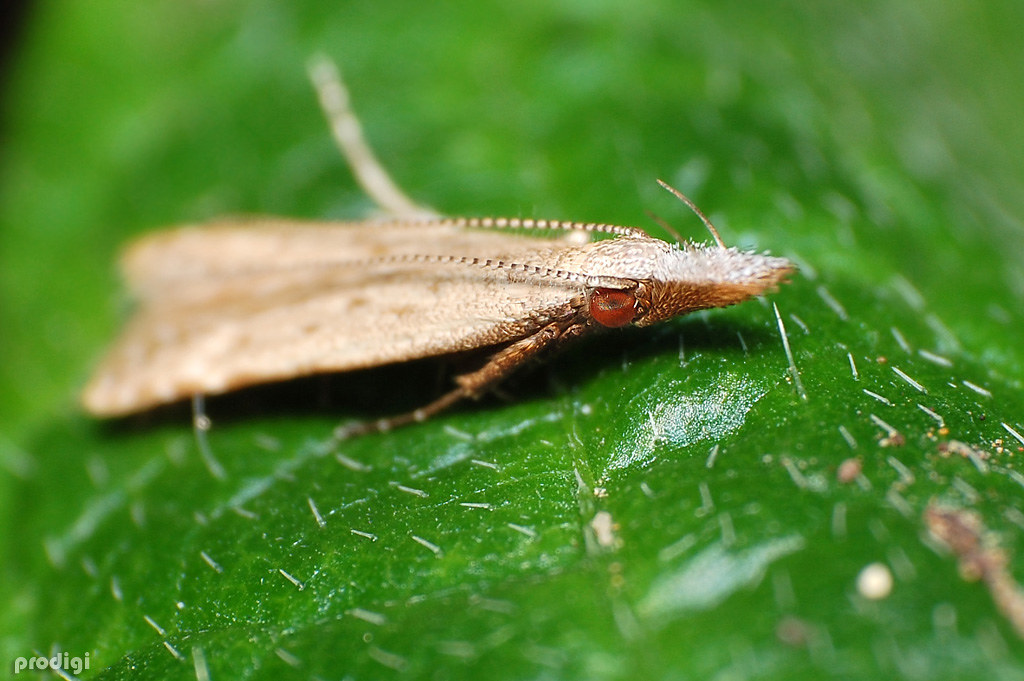 Dichomeris sp. | Gelechiidae, Dichomeridinae around 3- 4mm b… | Flickr