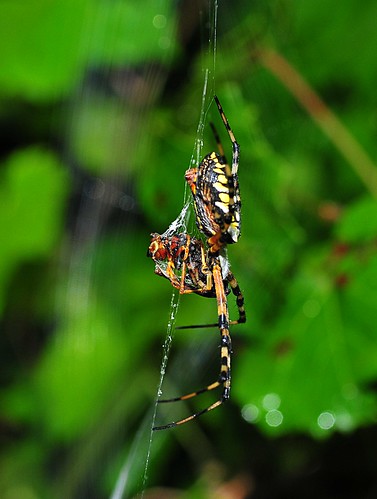 macro nature animal spider florida araignée arachnida argiope plantcity