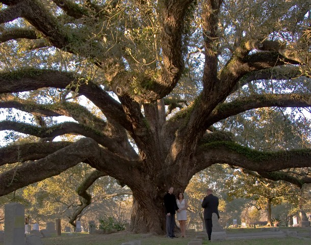 Texas Oldest Oak Tree * Houston, Tx.