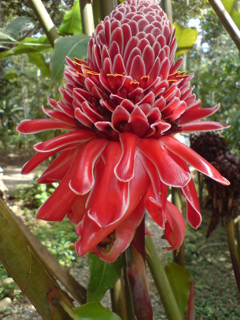 Exotic flower