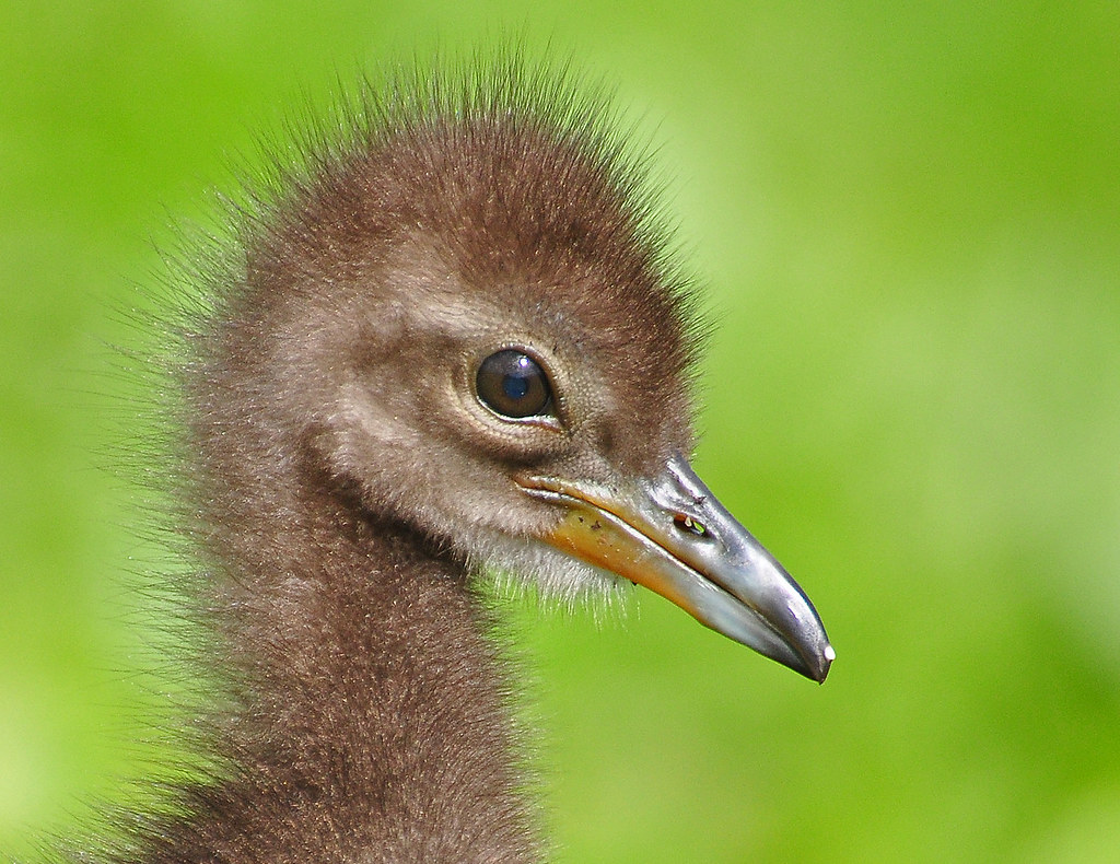 Limpkin chick headshot by Slingher
