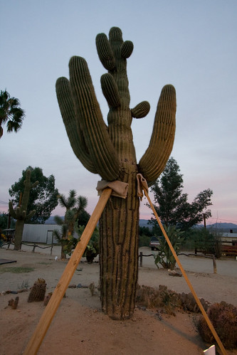 A Little Help by rellim, sunset cactus