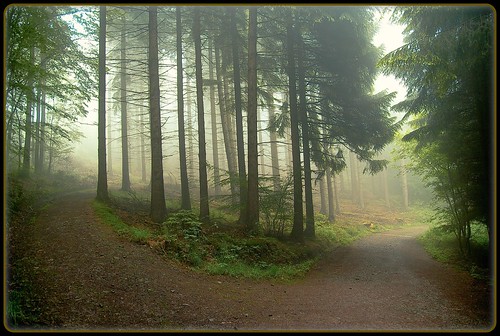 am Scheideweg im Nebel - decision in the fog by NPPhotographie