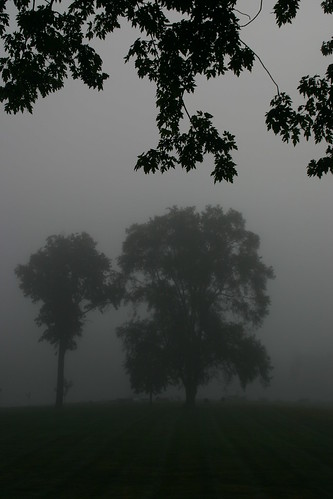 morning mist tree fog landscape michigan