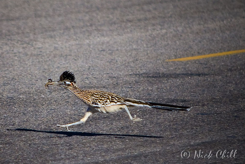 Fast Food / Roadrunner by Nick Chill Photography